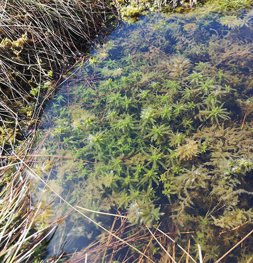 Sphagnum moss – the most important bog building species